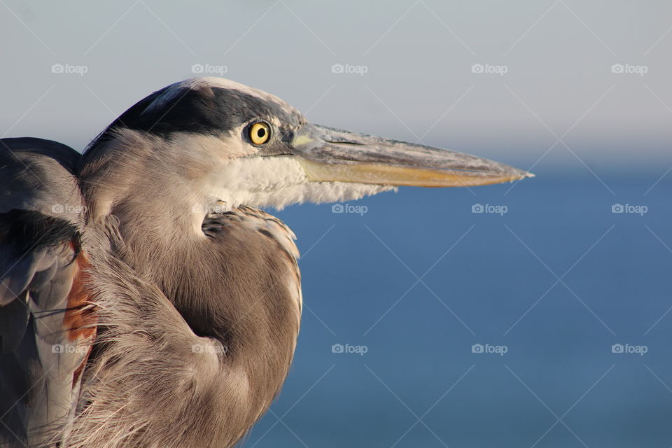 I was able to walk right next to this lovely bird. 