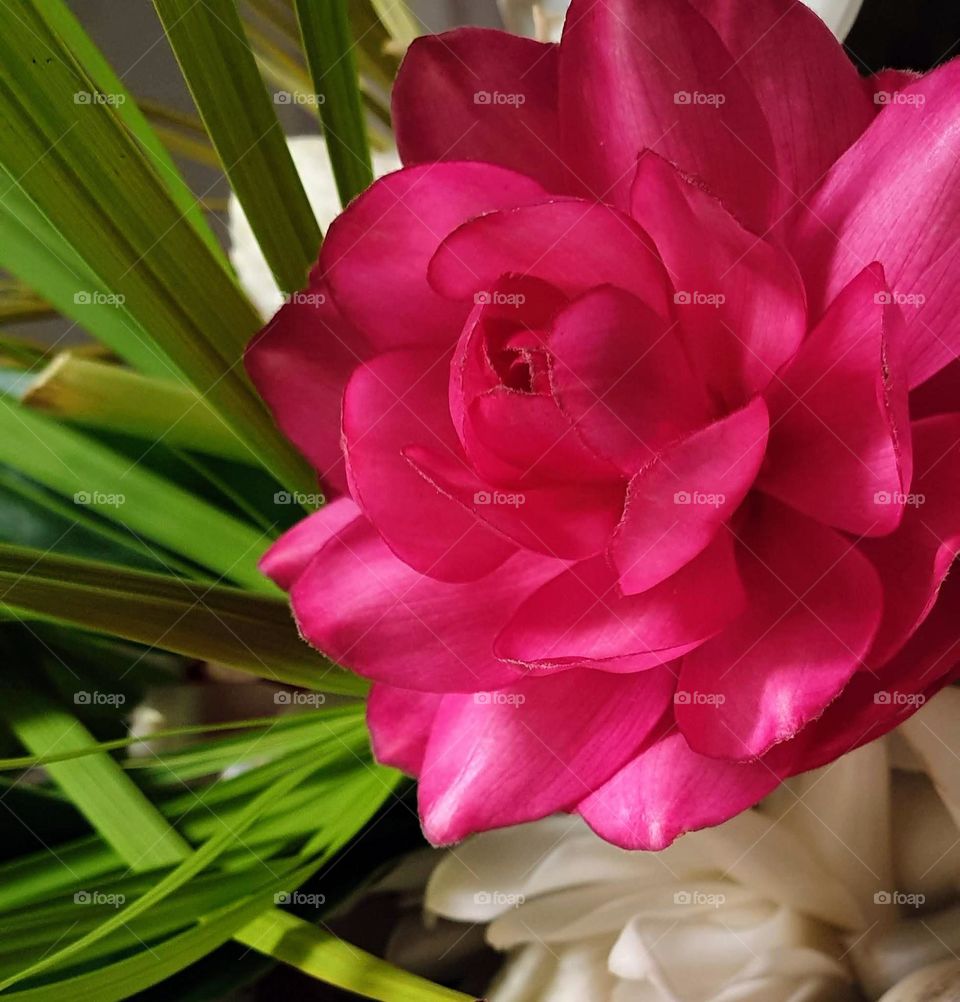 beautiful flower, magenta, pink, fuchsia so striking that it never ceases to be seen and admired.