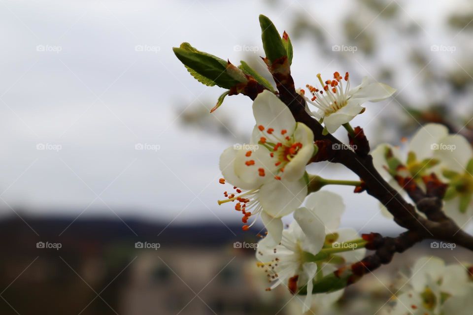 Blumen in Frühling