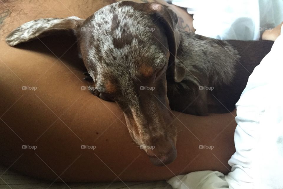 Sweet Chocolate Dapple Dachshund, Otis, reunited with Dad after eight long months apart.
