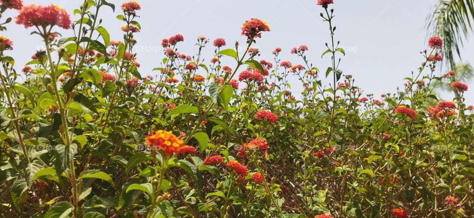 Multicolor flowers