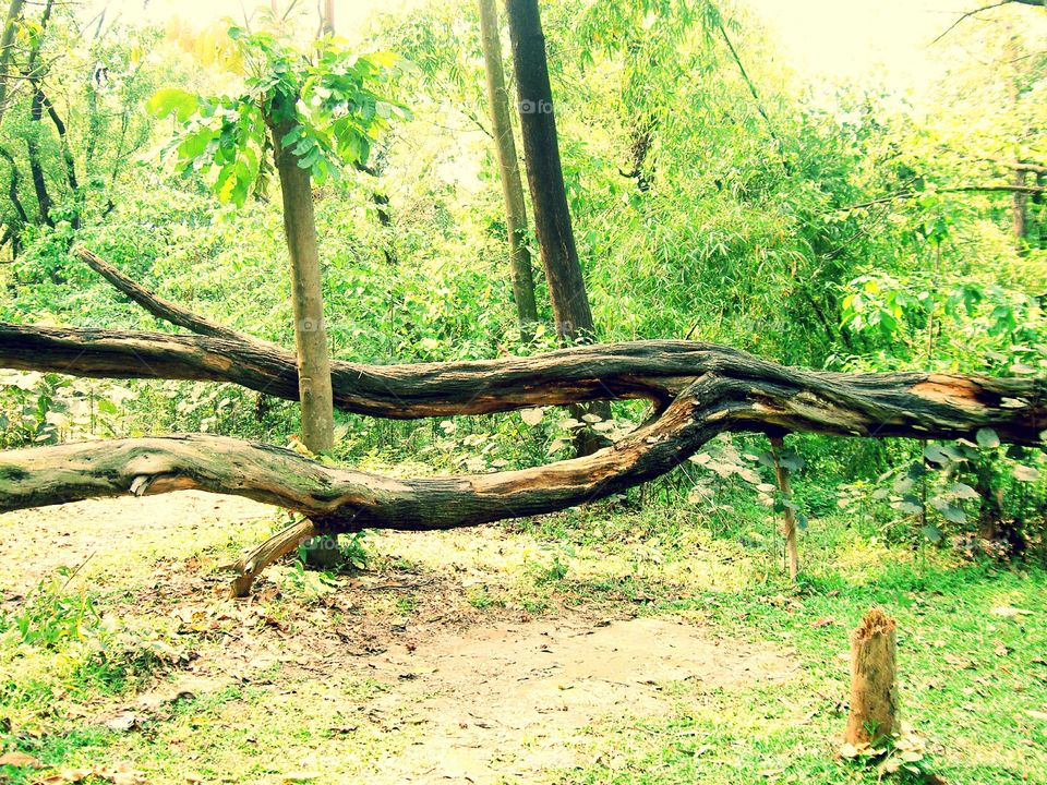 Jungle dry tree