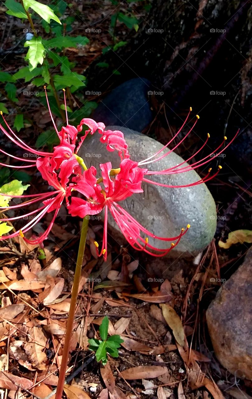 the only red flower in the garden