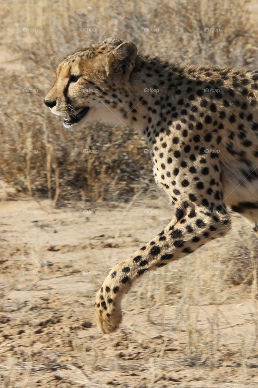 Cheetah prance