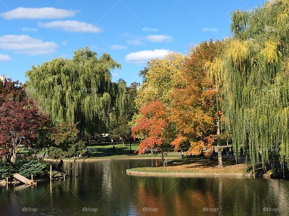 Autumn park with maple trees and weeping willows and pond