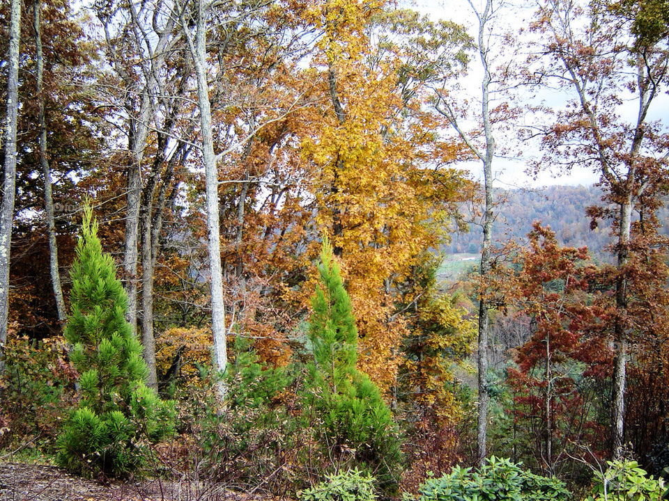 nature outdoors wood tree by refocusphoto