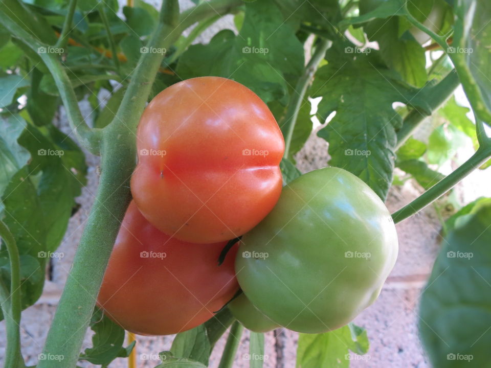 Three vine tomatoes.