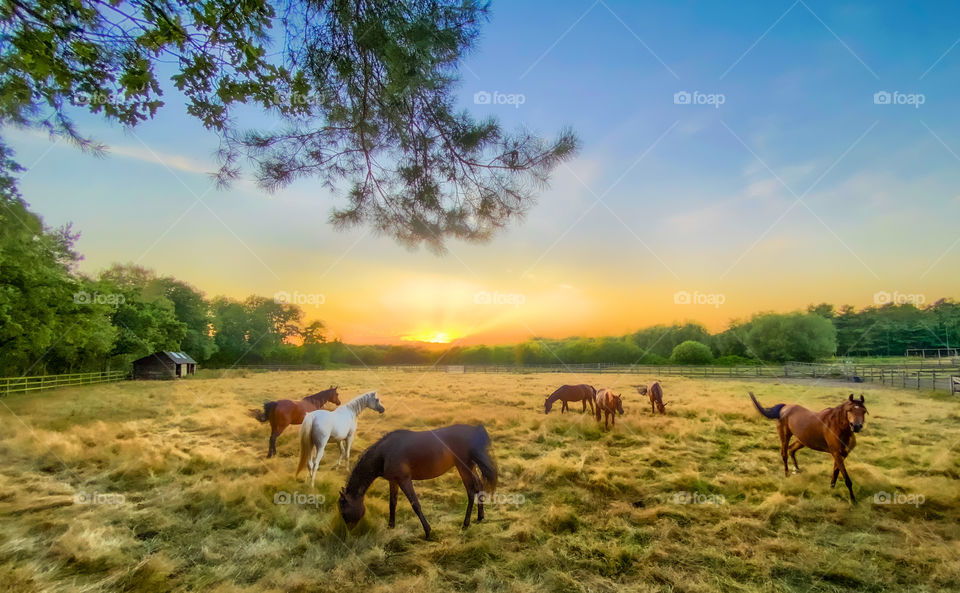 A team of horses running in meadowlands under a golden blue sunset sky