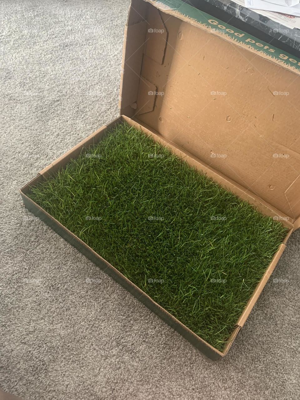 Indoor grass for pets. Potty for dogs inside