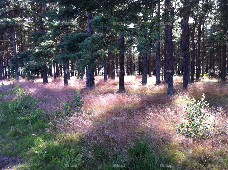 foap com sweden trees