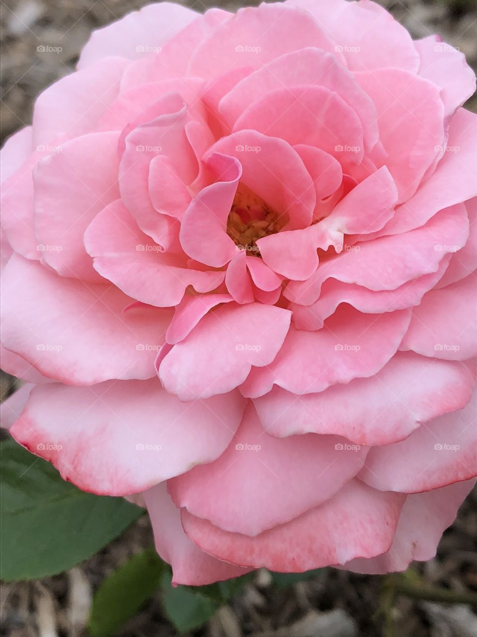 A stunning pink rose from the rose garden in Colonial Park in Somerset, New Jersey. 