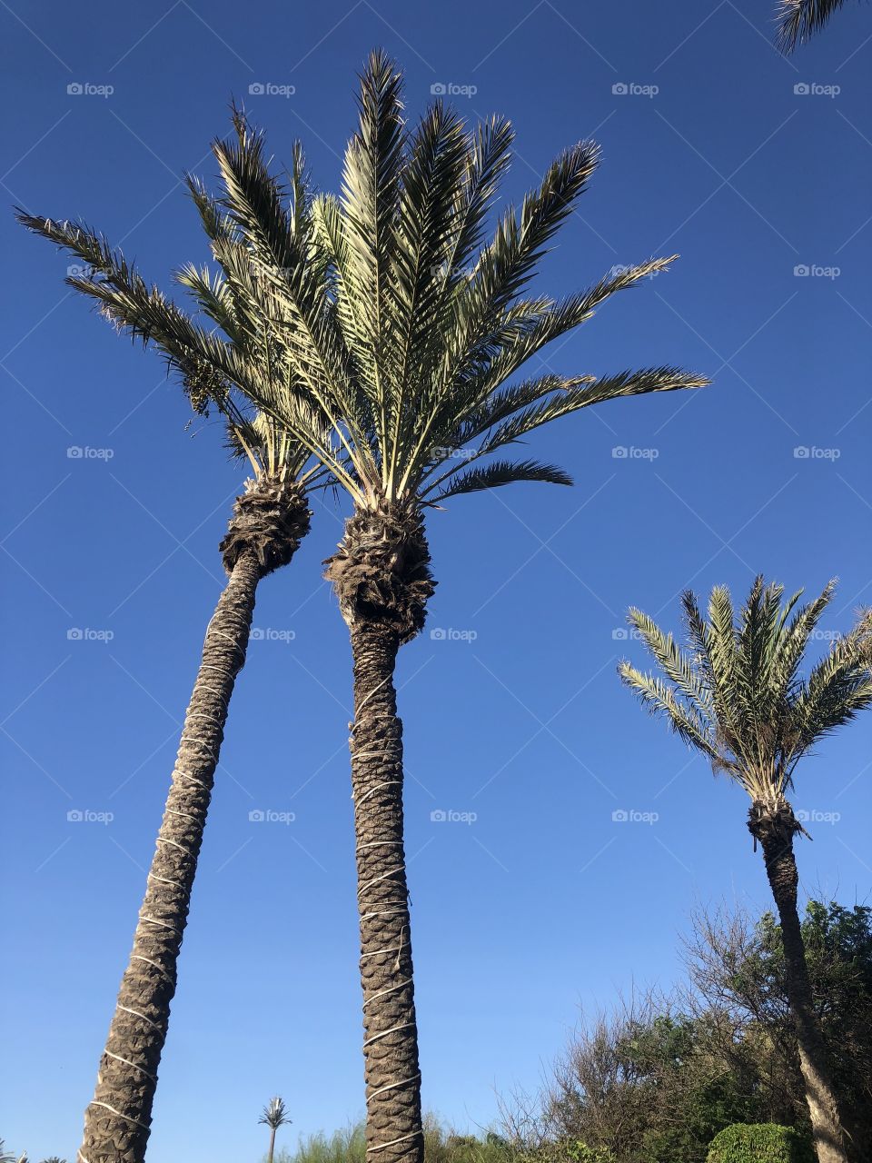 Palm