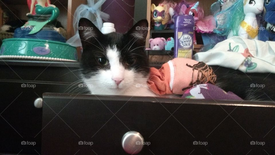 Kitty in Drawer