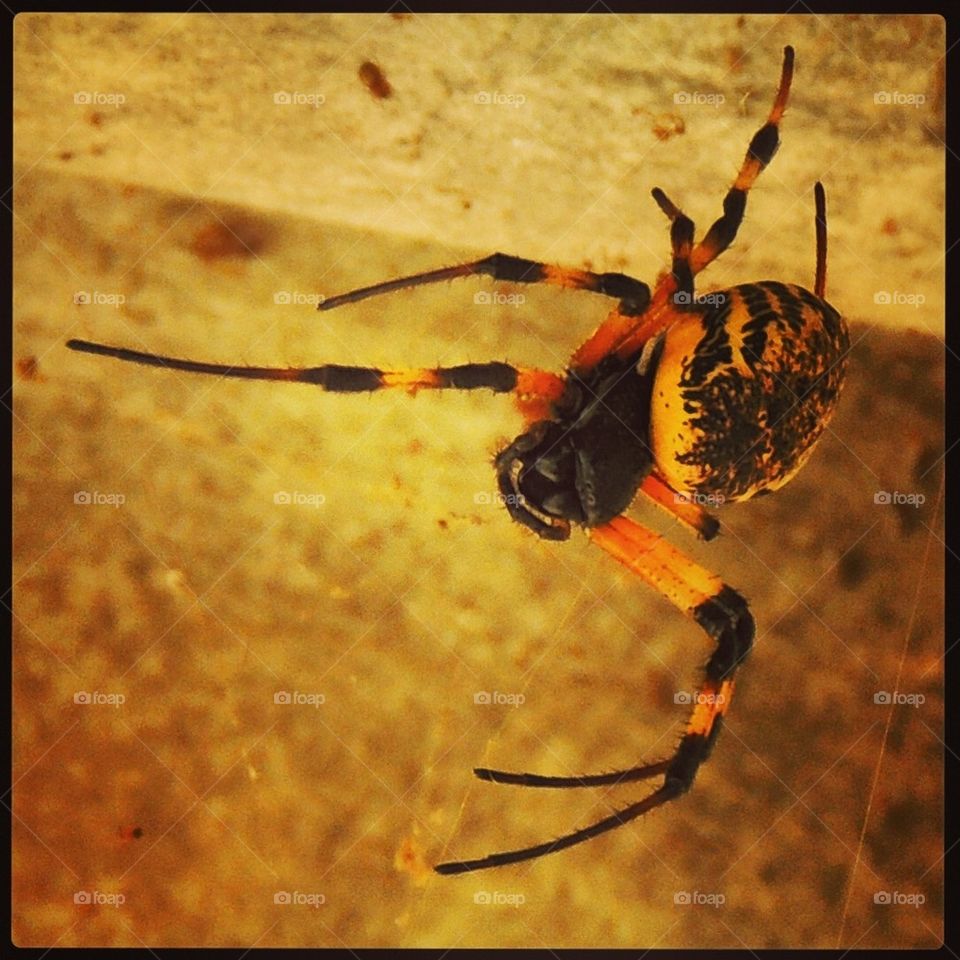 Spider from Mars