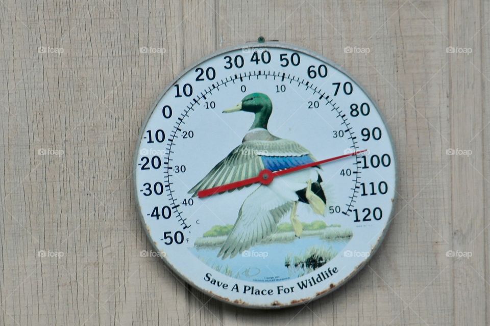 Mallard duck wildlife outdoor thermometer 