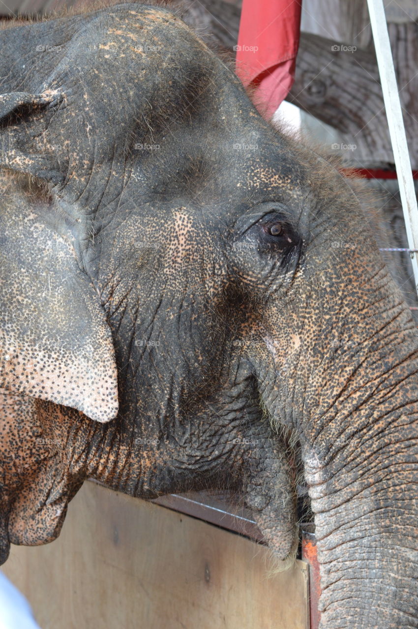 elephant bangkok thailand