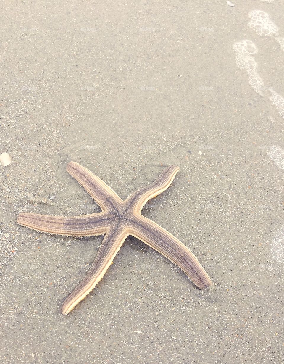 Starfish on the beach.