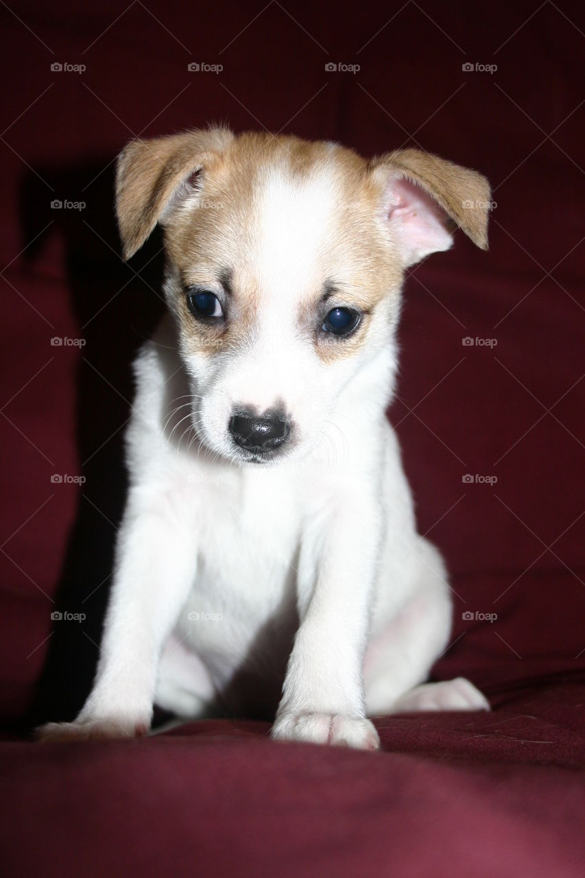 Full body Jack Russell puppy with sad puppy eyes sitting against a solid burgundy background
