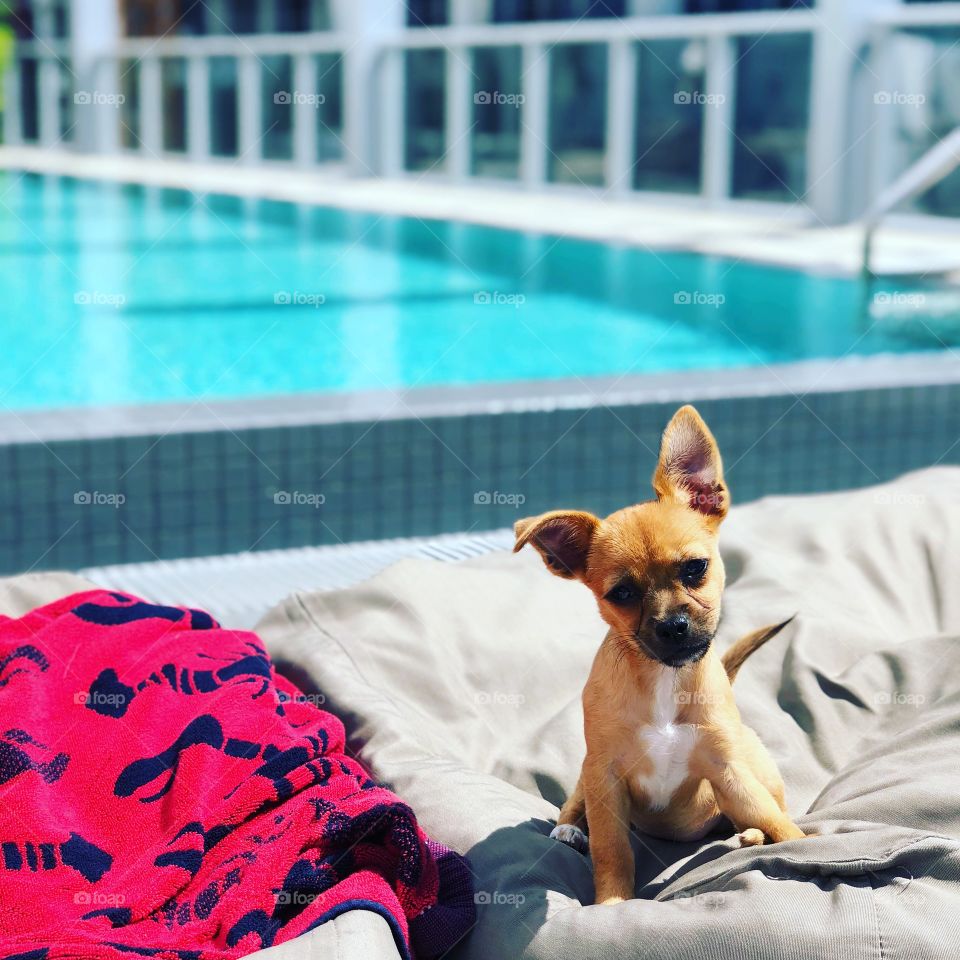 Cute puppy rooftop poolside