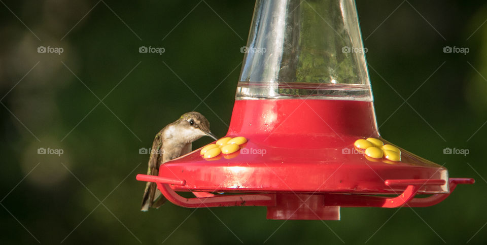 Hummingbird 