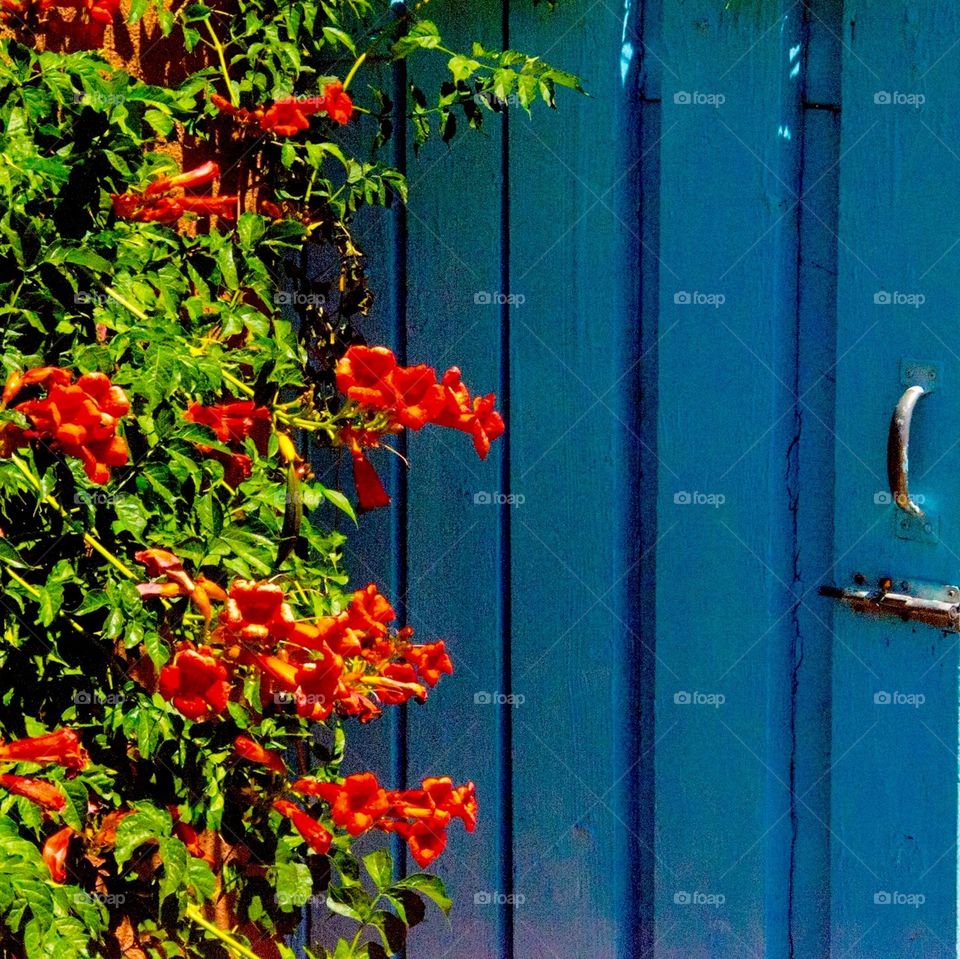 Red flowers in front of a blue garden door