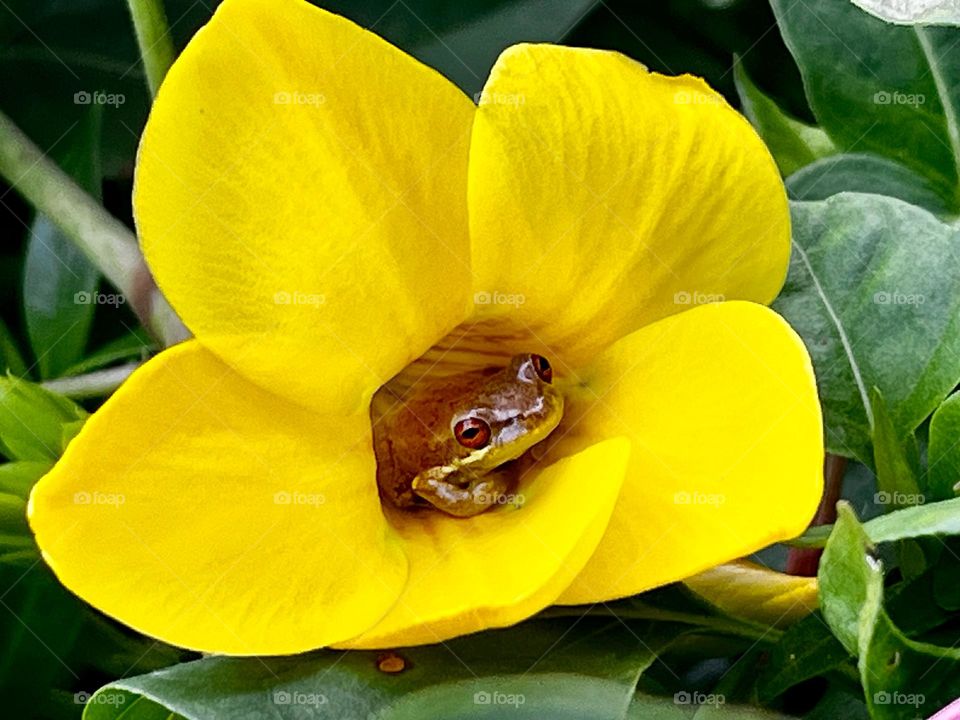 A tiny tree frog hiding in a bright yellow flower.