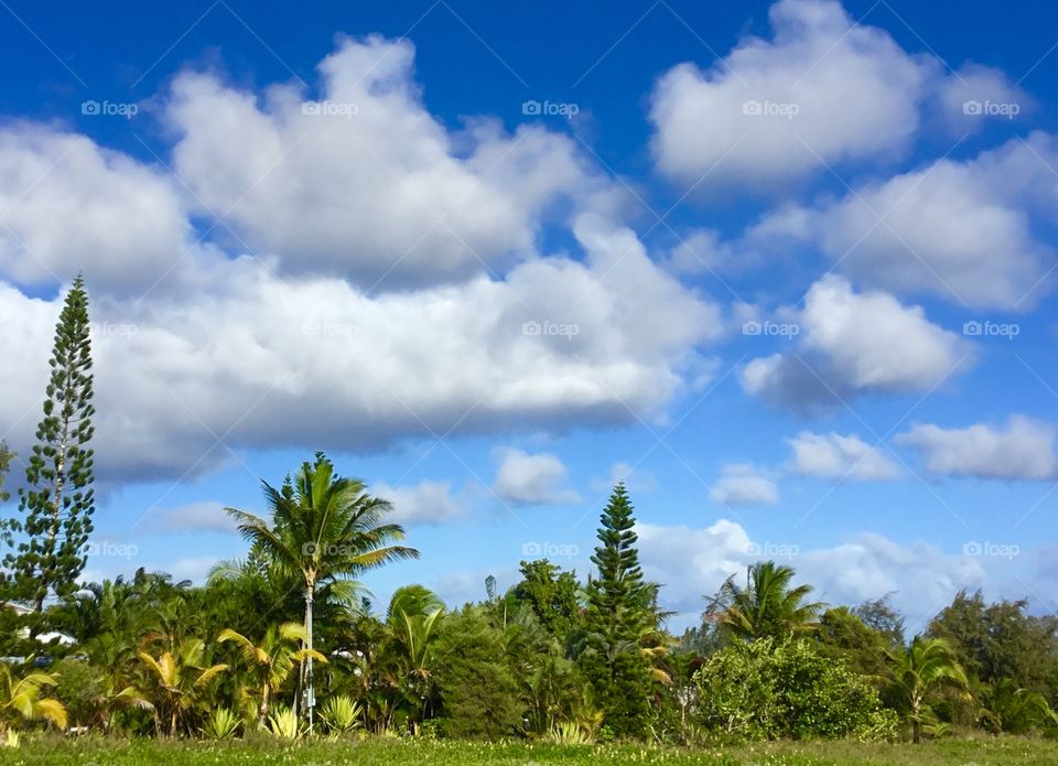 Clouds and trees 