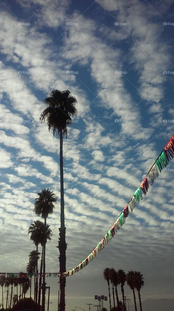 Palms, Streamer, and Blanket of Clouds