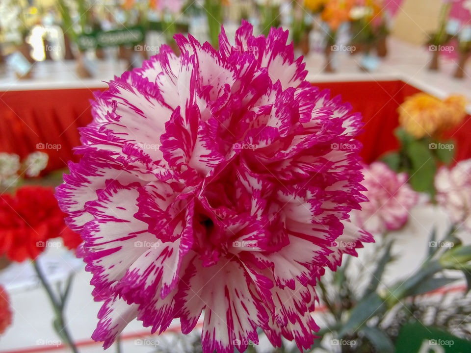 Beautiful flower display rose festival