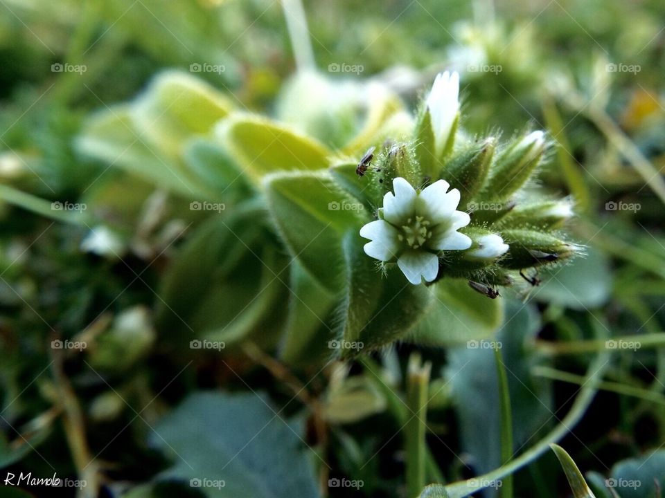 Tiny flower