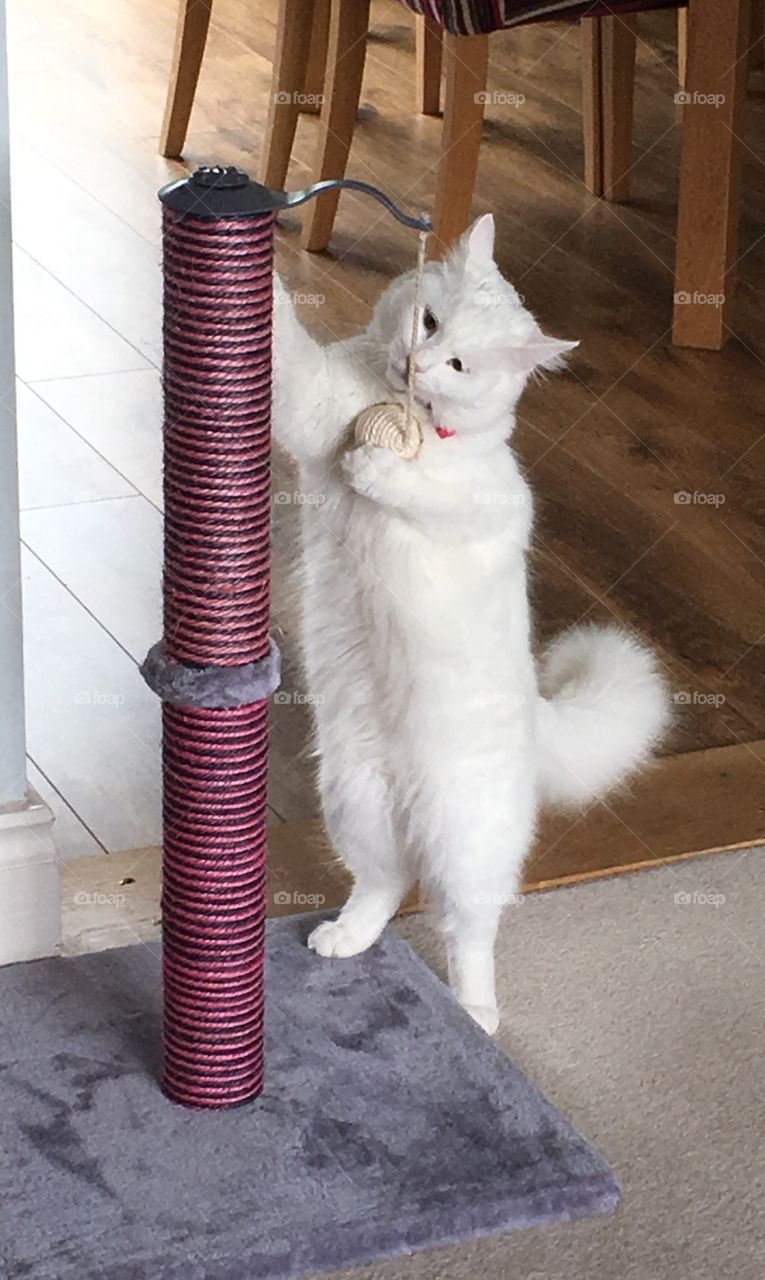 Just standing around like a little person - not a cat! Hmmmm what does this do, does it taste nice? 