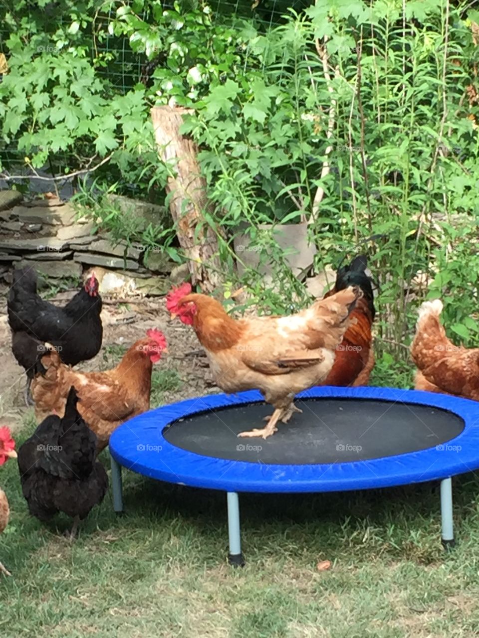 Just a chicken on a trampoline 