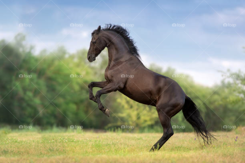 Chocolate color rearing Horse on mixed green and yellow grass with green trees and blue sky in the background.