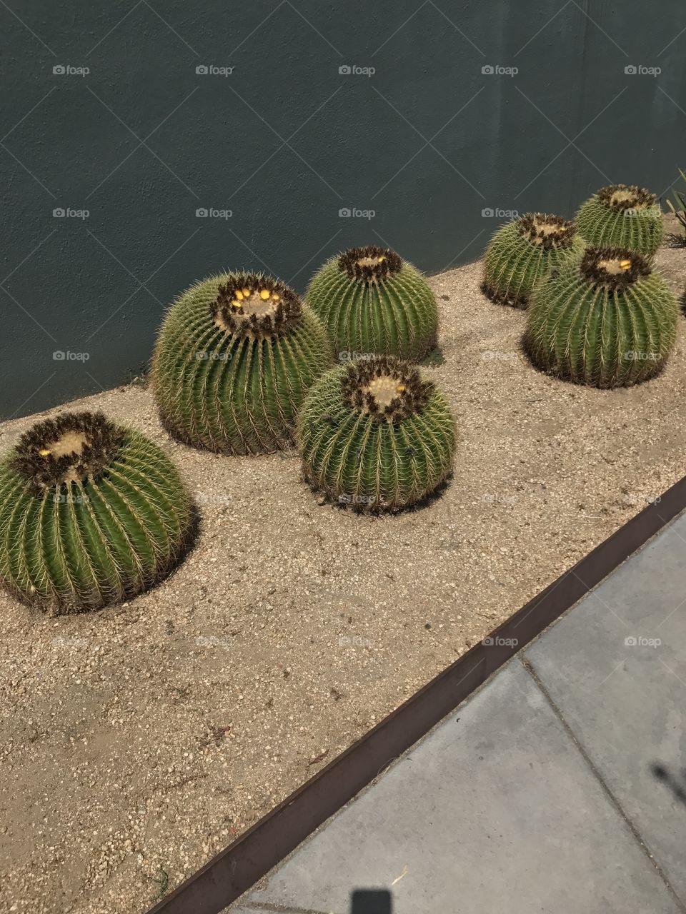 Cactus Arrangement 