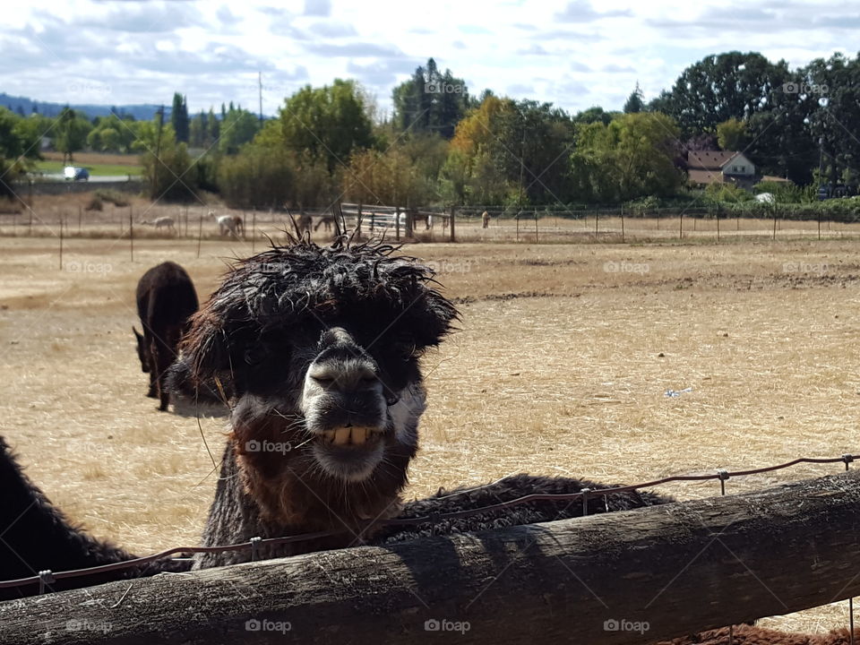 Portrait of alpaca