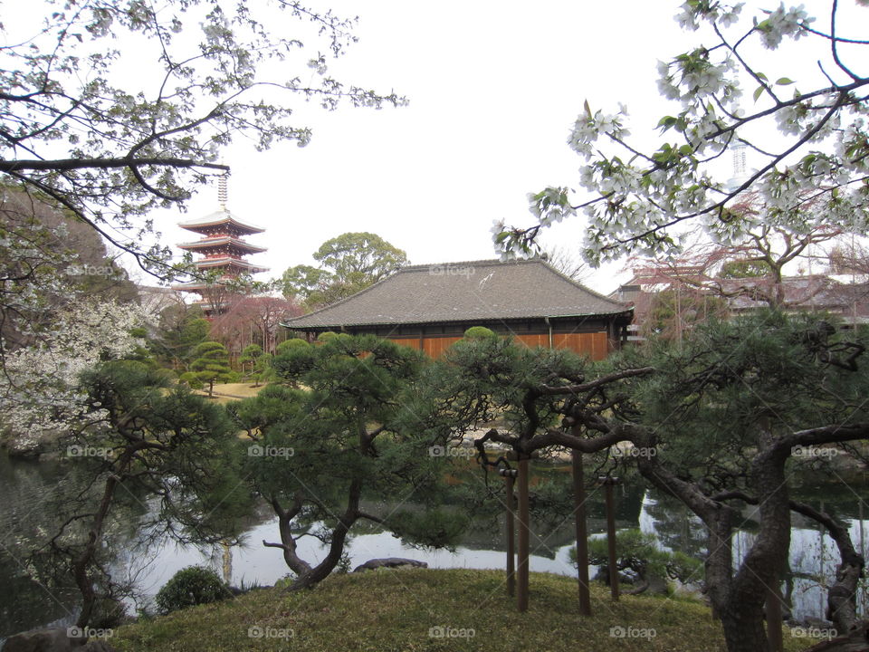 Asakusa Kannon. Tokyo, Japan. Sensoji Buddhist Temple and Gardens. Spring Plum Blossom Trees and Pagodas by Lake.