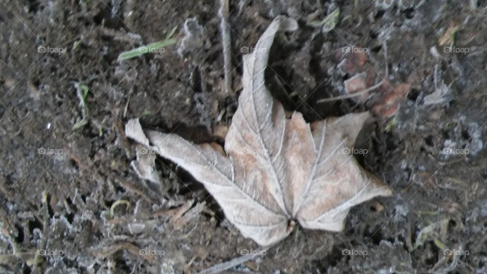 A Frozen Maple Leaf