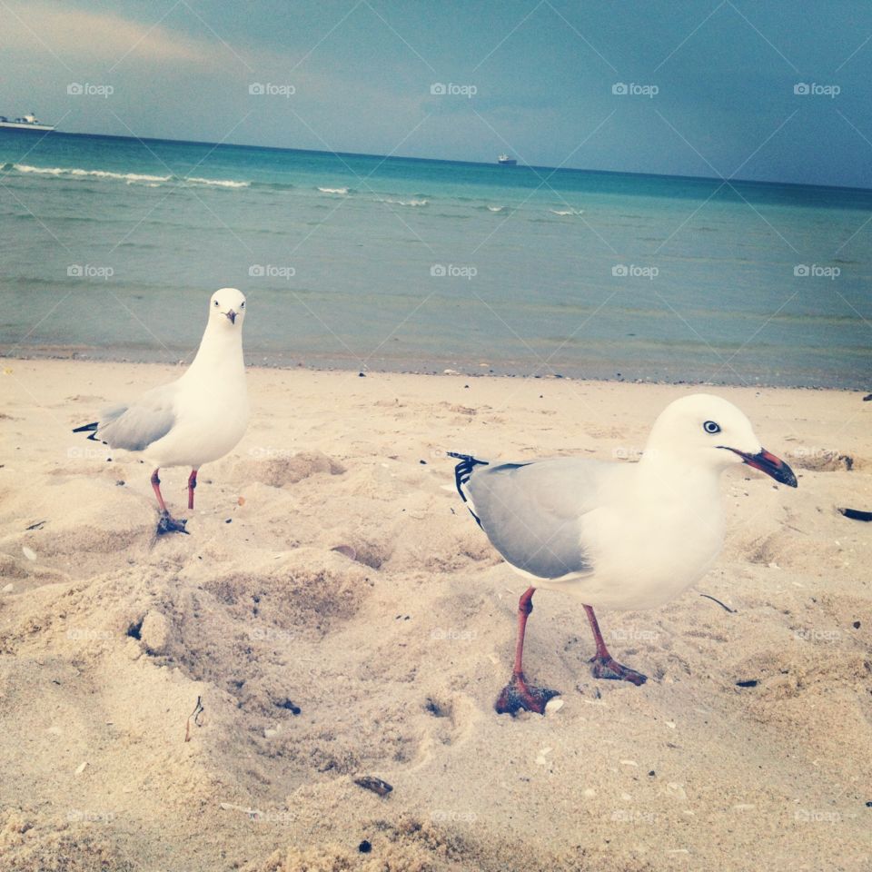 Seagulls. Seagulls at the beach