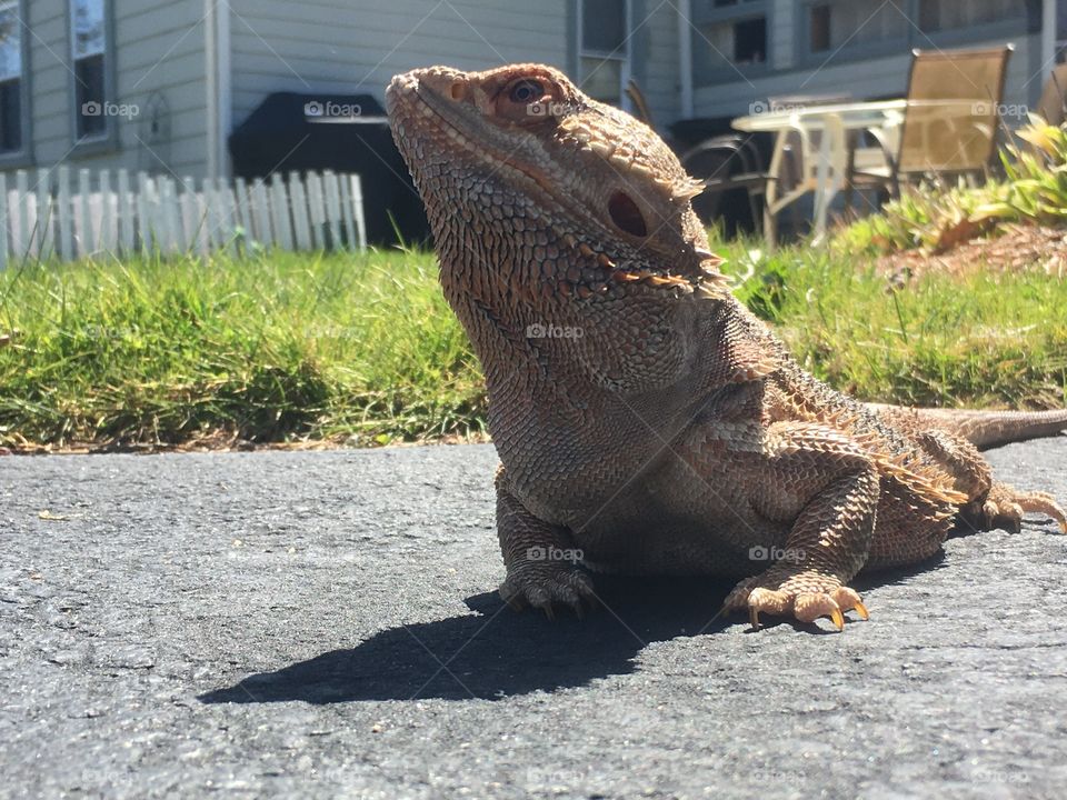 Bearded dragon enjoying the sun