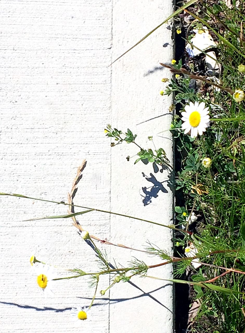 Minimalistic snaps 
Grassand wild daisies just growing off the sidewalk 