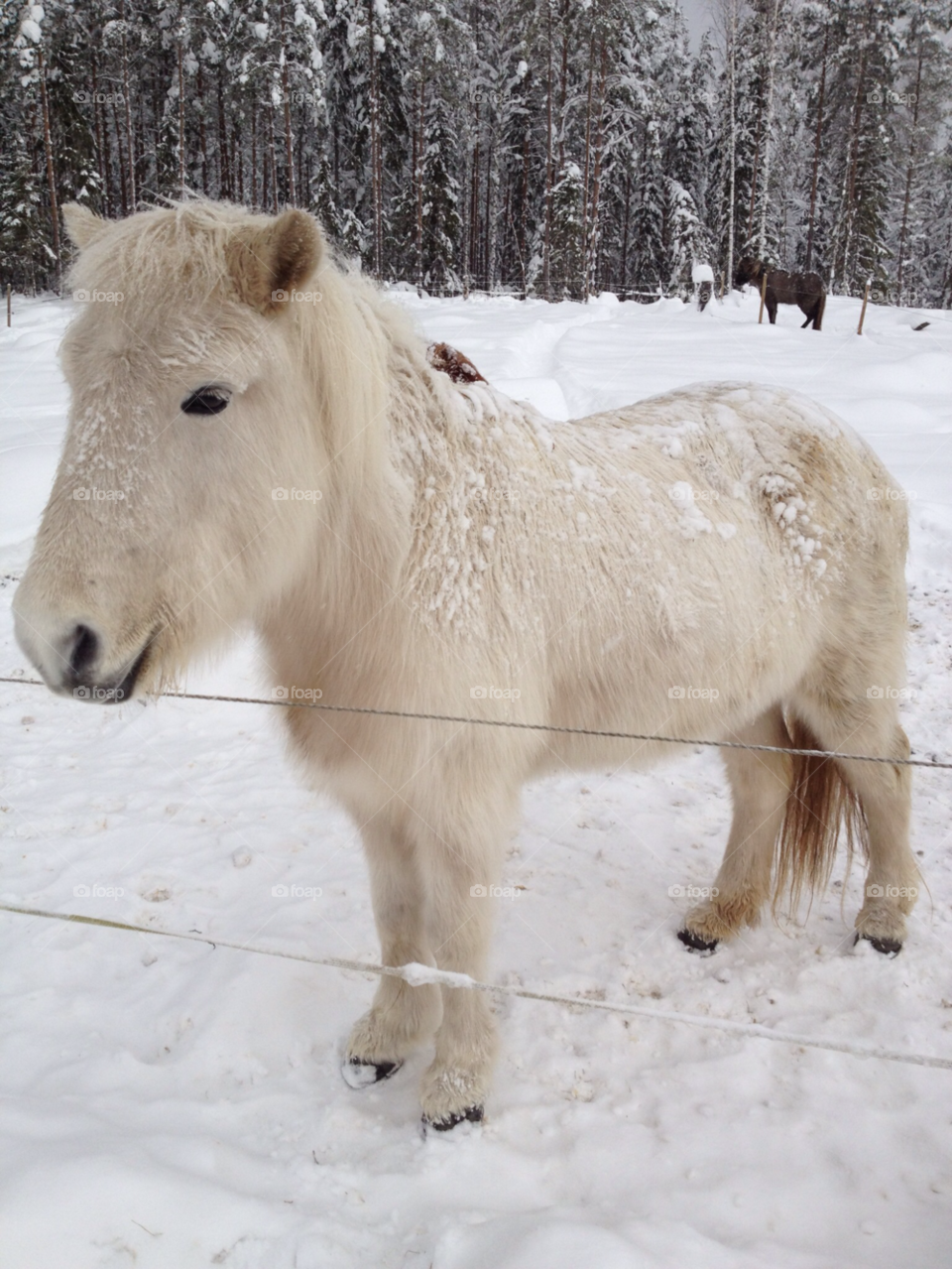 snow winter sweden horse by ny
