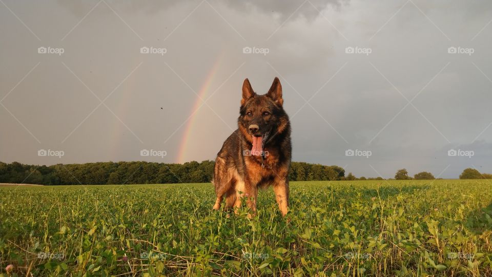 German Shepard under the rainbow