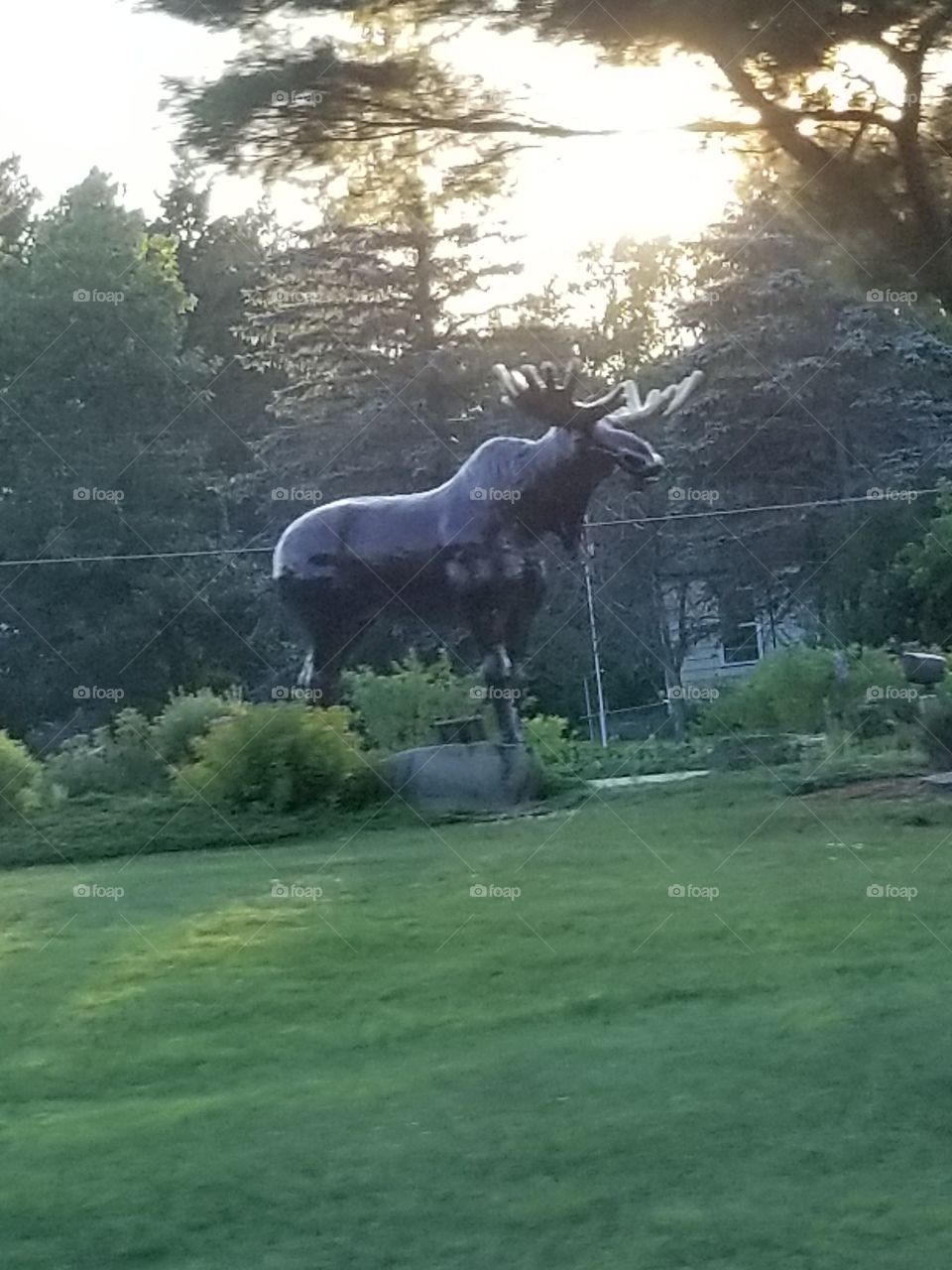 Hello Moose
