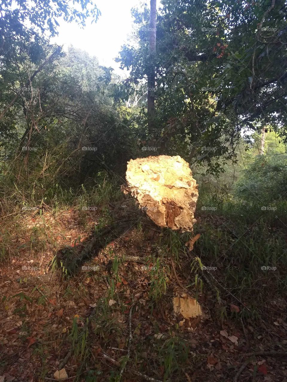 Fallen tree in the woods