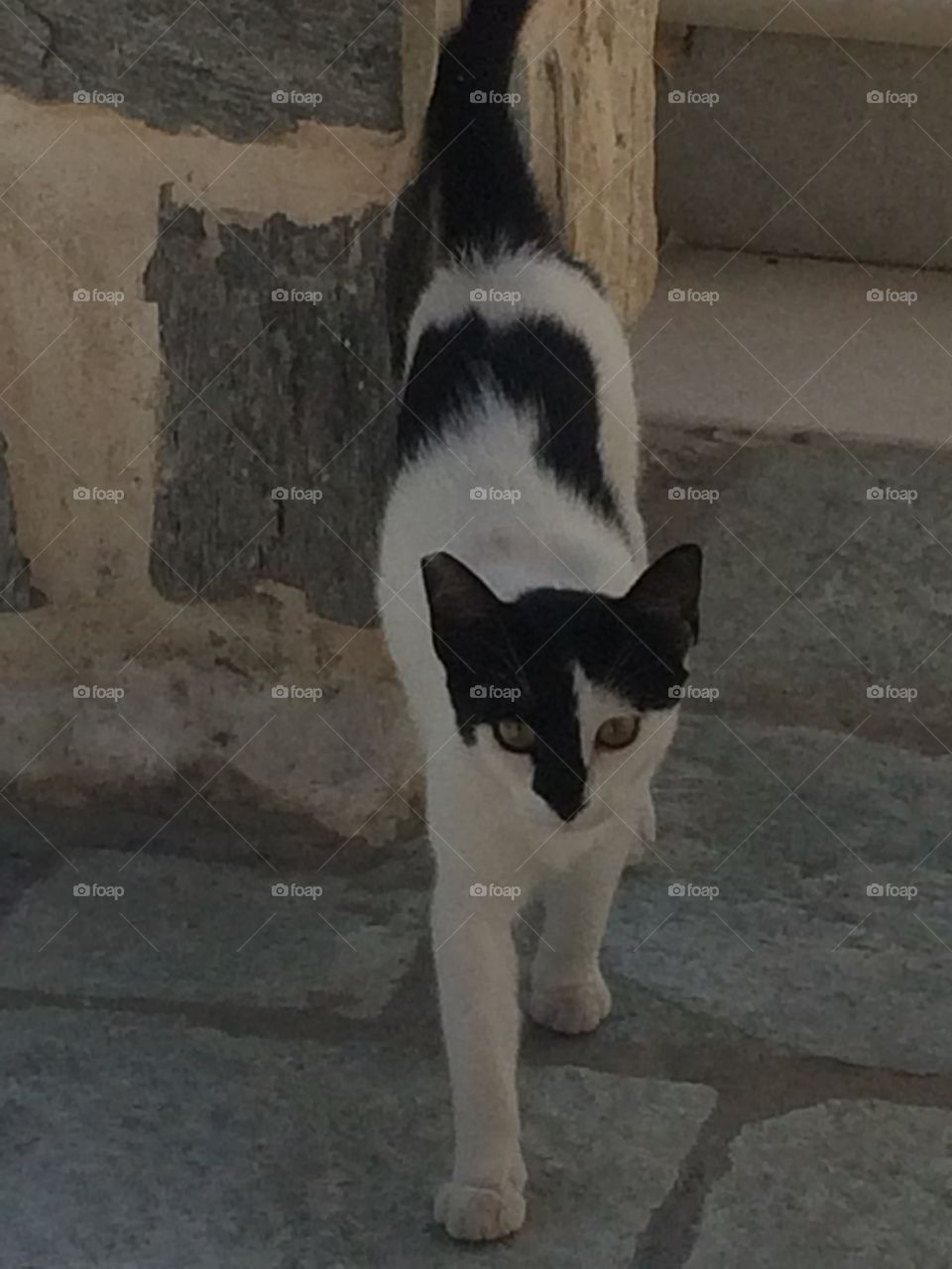 Black and white cat