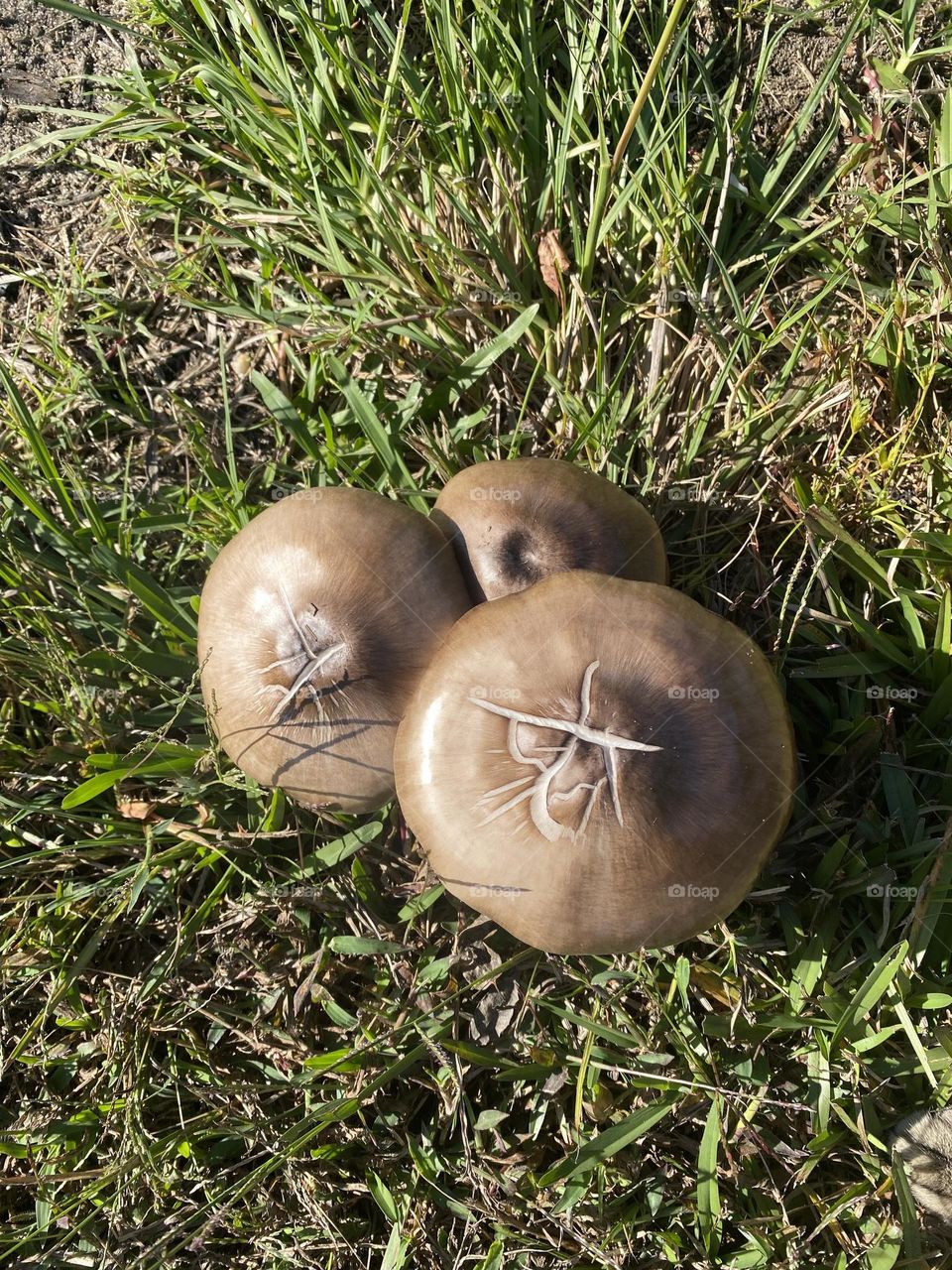 Beautiful mushroom’s 