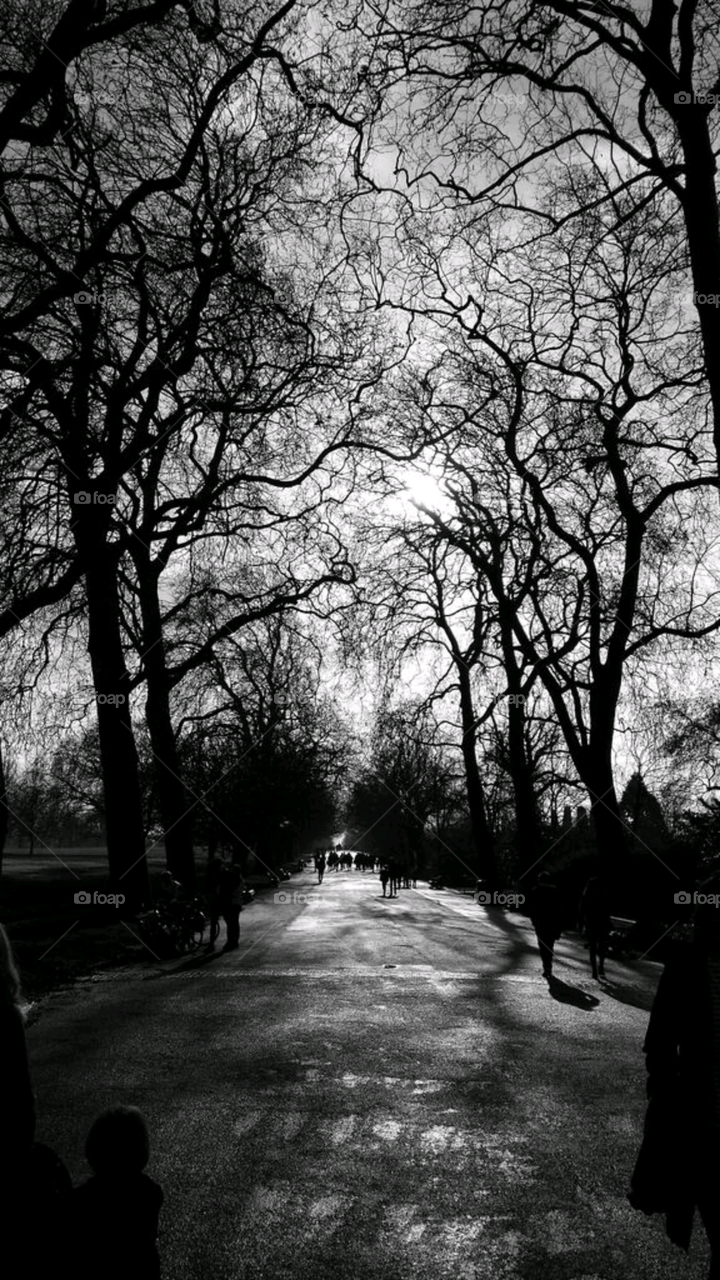 leafless trees in a london park