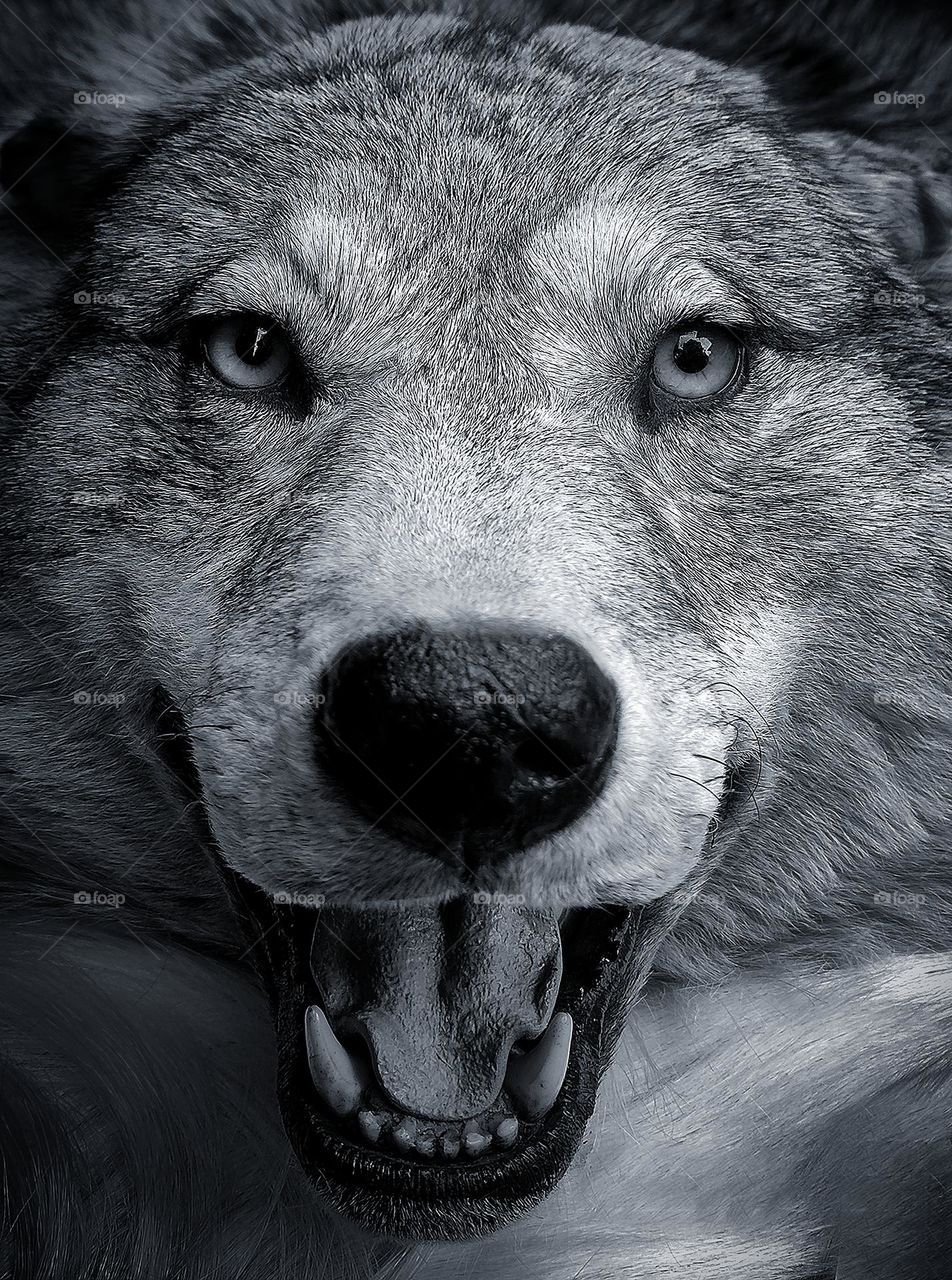 Anger.  Wild animals.  White Wolf.  Close-up of the muzzle of a wolf in anger.  Open mouth with sharp fangs