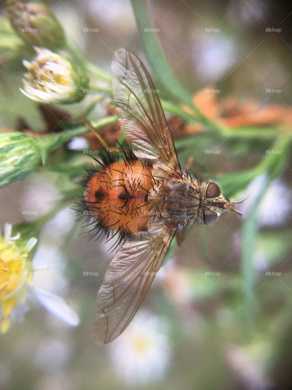 Strange fly