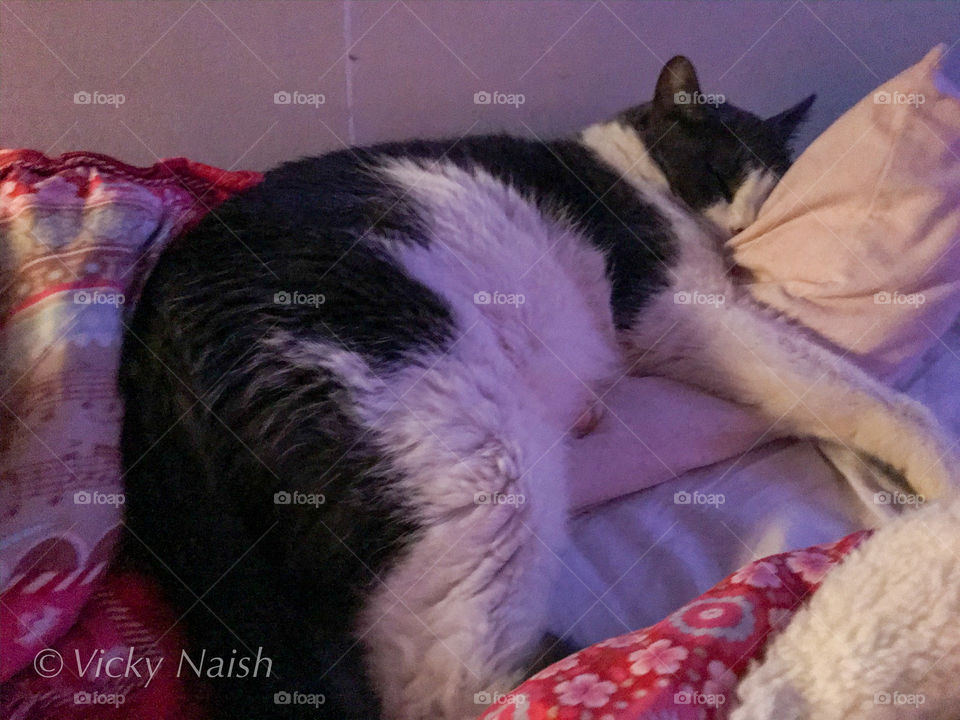 My 23 lb polar bear cat is the biggest suck & loves to snuggle in my bed. He loves to curl up on the pillows between my husband & I, & stretch out until he’s pushed us each to the edge of the bed. The other 2 cats sleep at our feet curled up together